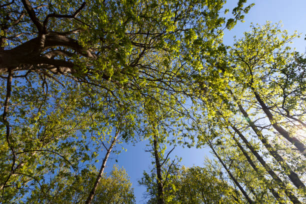 istock Young spring foliage of trees in the spring season 1479439683