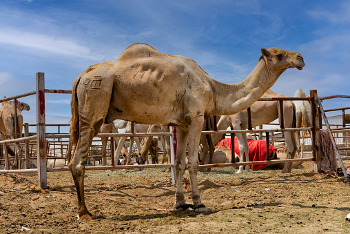 Camels wait the time of auction in the Al Hasa camel market. It is one of the largest camel markets in the eastern province of Saudi Arabia