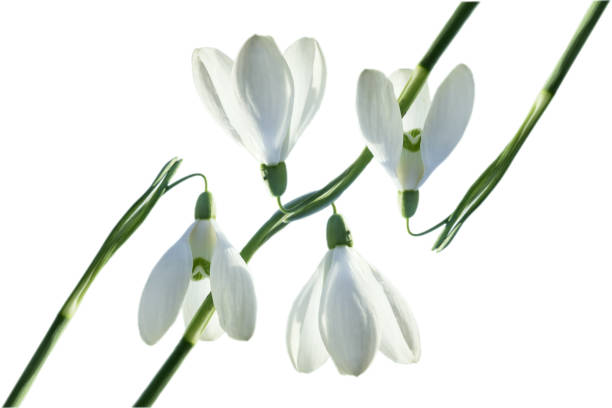 istock A pattern of snowdrops isolated on a white background. 1479441213