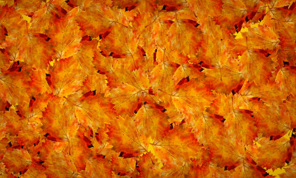 istock Autumn. background of autumn leaves. 1479443659
