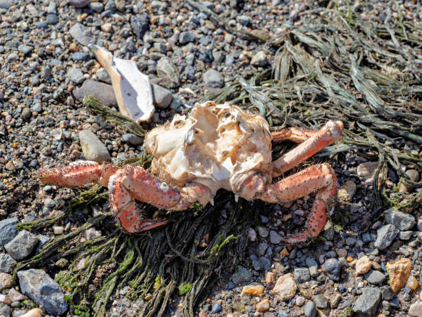 istock A Day at the Beach with a Dead Eaten Crab. 1479443970