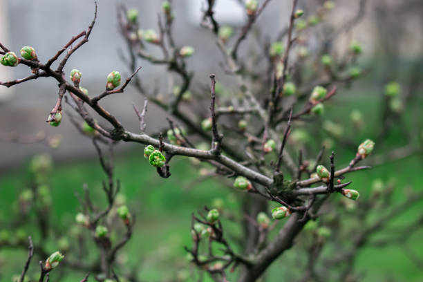 istock spring flowers on tree branches, beautiful botanical shot, natural wallpaper 1479444493
