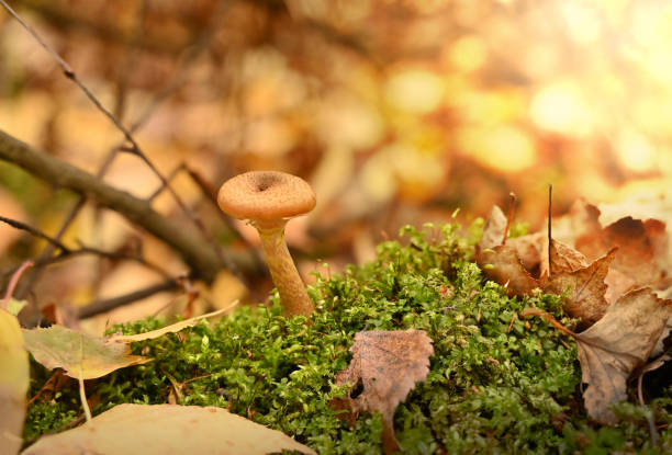 야생 숲 톱밥 버섯 나무, 녹색 이끼, 잎 배경. 식용 버섯 포병 또는 단 물 - 만가닥 버섯 뉴스 사진 이미지