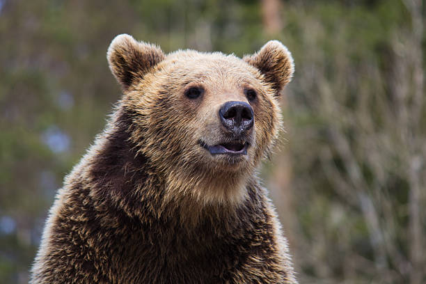 Bear stock photo