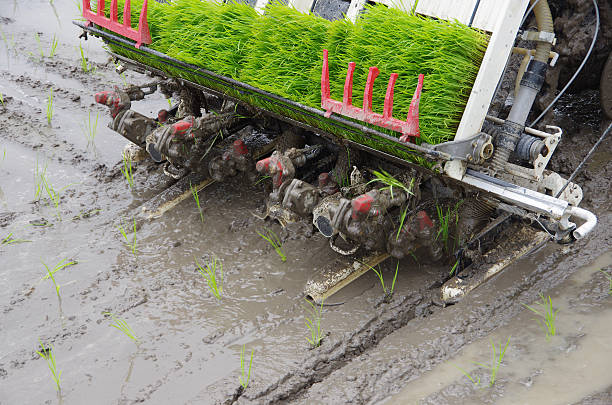 rice planting rice planting by machine paddy transplanter stock pictures, royalty-free photos & images