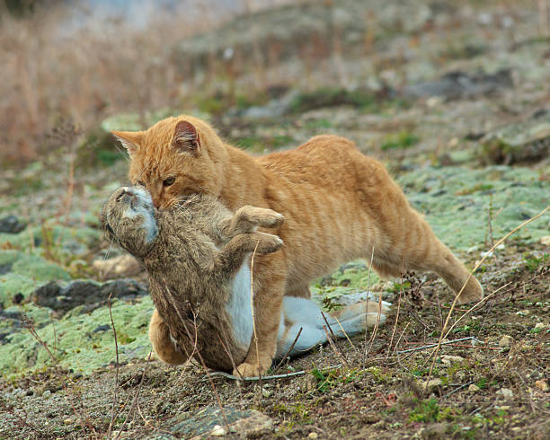Wild Cat catches rabbit A wild feral cat catches a wild rabbit. stray cat stock pictures, royalty-free photos & images