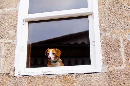Dog looking through closed window, stone house.  Allariz, Ourense province, Galicia, Spain.