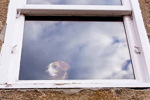 Dog looking through closed window, stone house, cloudscape reflection.  Loneliness. Allariz, Ourense province, Galicia, Spain.