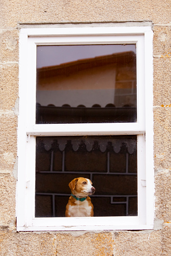 Dog looking through closed window, stone house, rooftops reflection.  Allariz, Ourense province, Galicia, Spain.