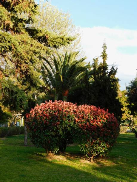 istock Photinia shrubs in a park 1479449493