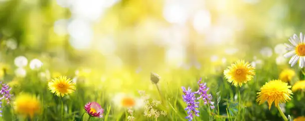 Beautiful colorful summer spring natural flower background in the form of a banner. Wildflowers and yellow dandelions on a bright sunny day with beautiful bokeh.