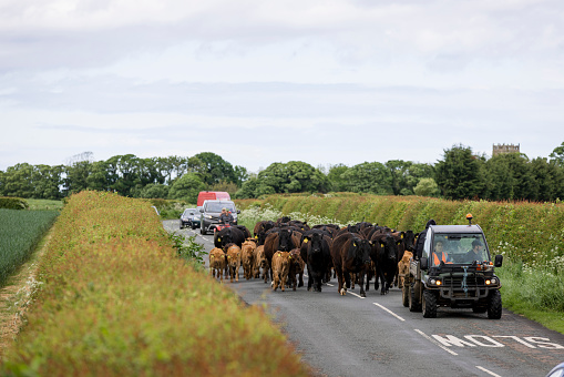 A shot of some farmers on quad bikes herding their free-range Aberdeen Angus and Limousin cattle along a country road in Northumberland, North East England. The cattle have been bought from a trusted seller and are surrounded by a rural scene with hedgerows, crop fields and trees, whilst cars follow behind.