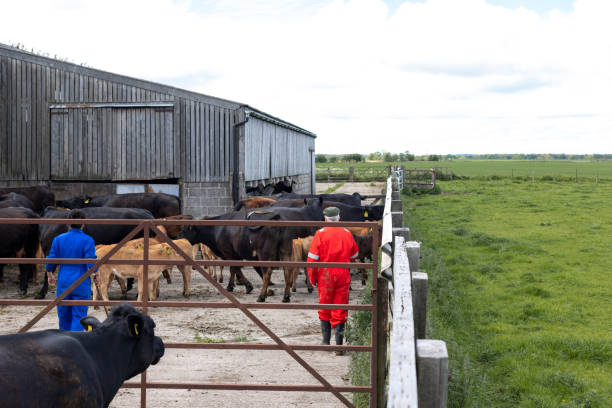 istock Farmers Herding Cattle in the Farm Yard 1479452394