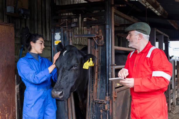 istock Two Farmers Recording Data from the Cattle 1479452441