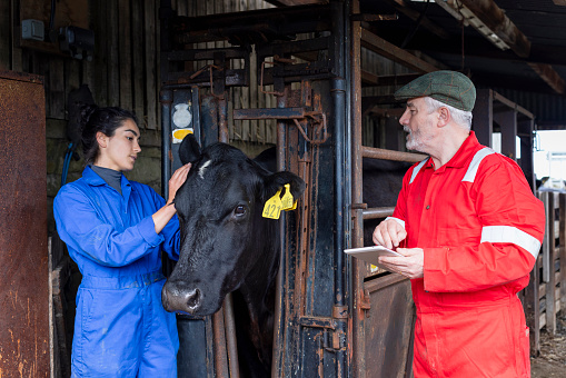A shot of two farmers, one male and one female, with a free-range Aberdeen Angus cow, recording data from the cow's tag, on a farm in Northumberland, North East England. The cattle have been bought from a trusted seller and are double tagged to allow farmers to record the cow's body temperature, health and medication history and the composition of each cow's milk. The tags also let farmers know when a cow has been fed to prevent overfeeding.