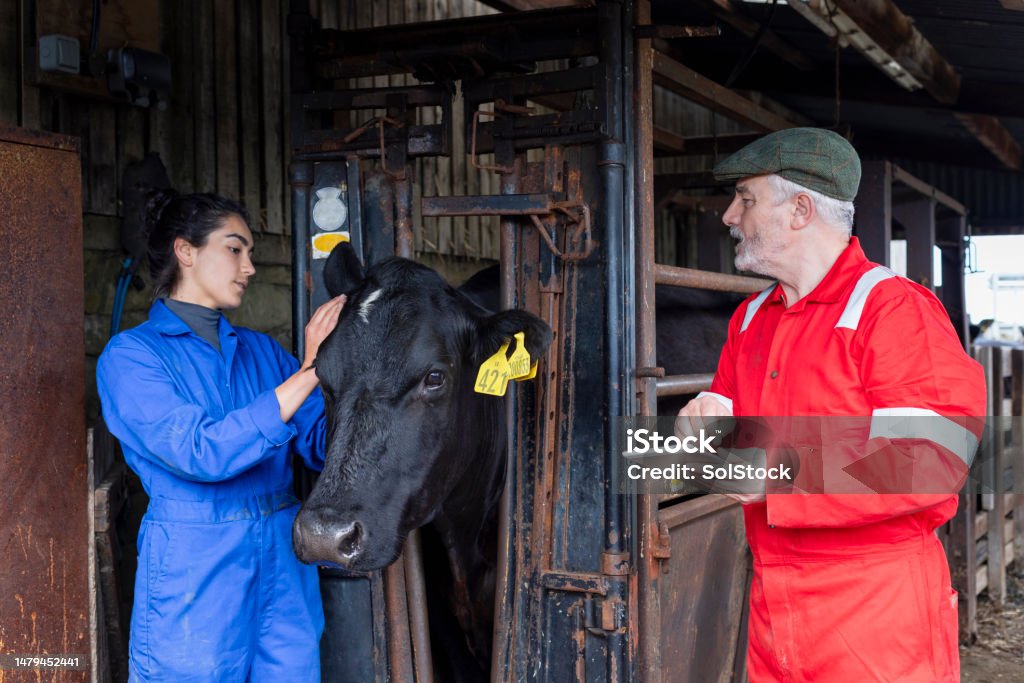 Two Farmers Recording Data from the Cattle A shot of two farmers, one male and one female, with a free-range Aberdeen Angus cow, recording data from the cow's tag, on a farm in Northumberland, North East England. The cattle have been bought from a trusted seller and are double tagged to allow farmers to record the cow's body temperature, health and medication history and the composition of each cow's milk. The tags also let farmers know when a cow has been fed to prevent overfeeding. 25-29 Years Stock Photo