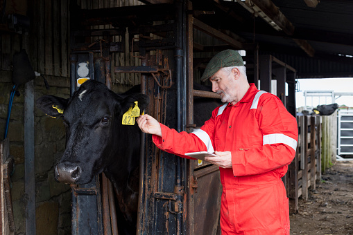 A shot of a male farmer with a free-range Aberdeen Angus cow, holding a digital tablet and recording data from the cow's tag, on a farm in Northumberland, North East England. The cattle have been bought from a trusted seller and are double tagged to allow farmers to record the cow's body temperature, health and medication history and the composition of each cow's milk. The tags also let farmers know when a cow has been fed to prevent overfeeding.