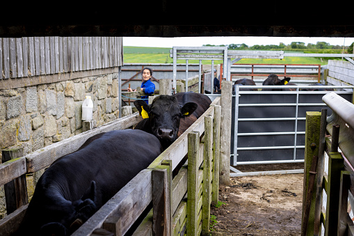 A shot of a farmer and some free-range Aberdeen Angus cattle being herded through a farm yard in Northumberland, North East England. The cattle have been bought from a trusted seller and are double tagged to allow farmers to record the cow's body temperature, health and medication history and the composition of each cow's milk. The tags also let farmers know when a cow has been fed to prevent overfeeding.