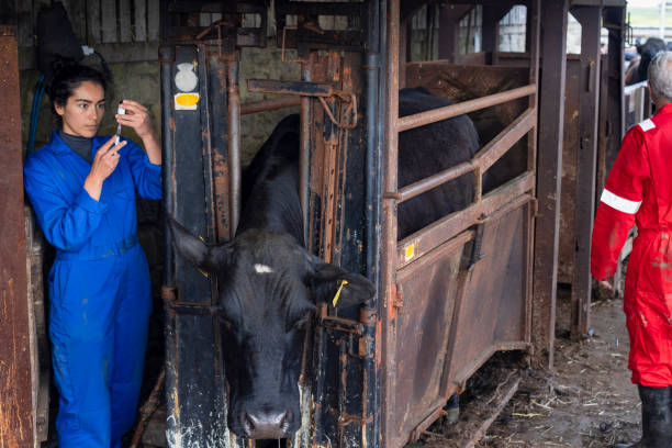 Farmer Preparing Injections for the Cattle