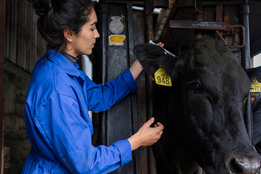 A shot of a female farmer administering a medical injection to a free-range Aberdeen Angus cow, on a farm yard in Northumberland, North East England. The cattle have been bought from a trusted seller and are double tagged to allow farmers to record the cow's body temperature, health and medication history and the composition of each cow's milk. The tags also let farmers know when a cow has been fed to prevent overfeeding.