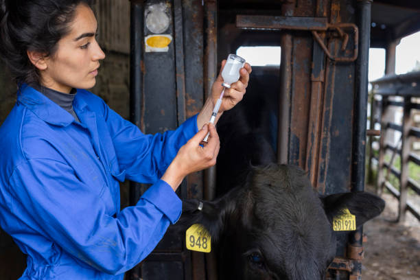 inyecciones médicas de rutina en la granja - animal husbandry fotografías e imágenes de stock