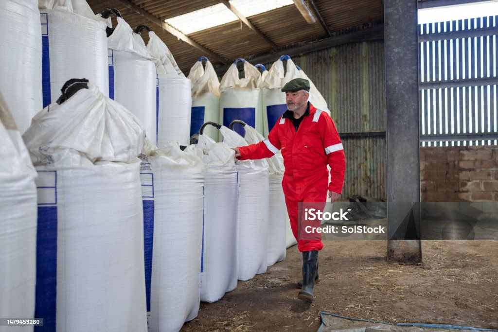 Farmer Checking on the Fertiliser Delivery A shot of a male farmer wearing red overalls, checking on a delivery of nitrogen sulphur fertiliser on a sustainable farm in Northumberland, North East England. He is inside a barn, walking alongside the stack of fertiliser bags. UK Stock Photo