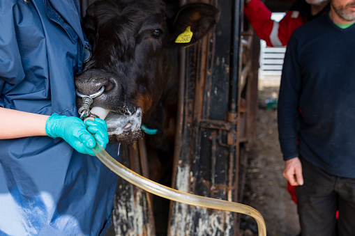 A shot of a farmer carrying out a medical procedure on a free-range Aberdeen Angus cow, on a farm yard in Northumberland, North East England. The cattle have been bought from a trusted seller and are double tagged to allow farmers to record the cow's body temperature, health and medication history and the composition of each cow's milk. The tags also let farmers know when a cow has been fed to prevent overfeeding.