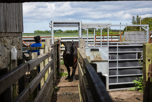 A shot of a farmer herding free-range Aberdeen Angus cattle through a farm yard in Northumberland, North East England. The cattle have been bought from a trusted seller and are double tagged to allow farmers to record the cow's body temperature, health and medication history and the composition of each cow's milk. The tags also let farmers know when a cow has been fed to prevent overfeeding.