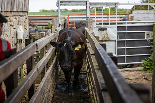 A shot of a farmer herding free-range Aberdeen Angus cattle through a farm yard in Northumberland, North East England. The cattle have been bought from a trusted seller and are double tagged to allow farmers to record the cow's body temperature, health and medication history and the composition of each cow's milk. The tags also let farmers know when a cow has been fed to prevent overfeeding.