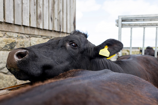 Aberdeen Angus calf in a meadow