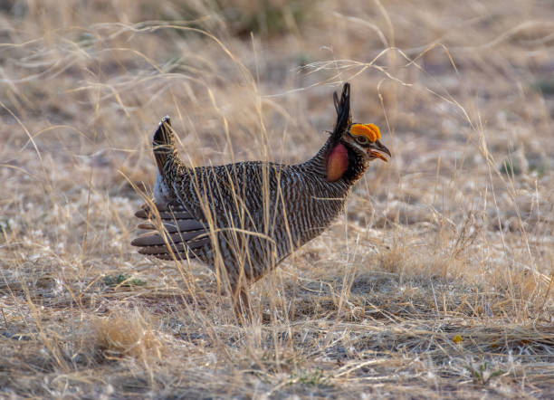 Free picture: lesser prairie chicken, bird