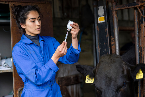 A shot of a female farmer preparing a medical injection for a free-range Aberdeen Angus cow, on a farm yard in Northumberland, North East England. The cattle have been bought from a trusted seller and are double tagged to allow farmers to record the cow's body temperature, health and medication history and the composition of each cow's milk. The tags also let farmers know when a cow has been fed to prevent overfeeding.