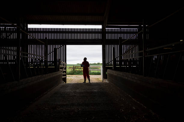 istock Farmer Finishing the Daily Duties 1479454384