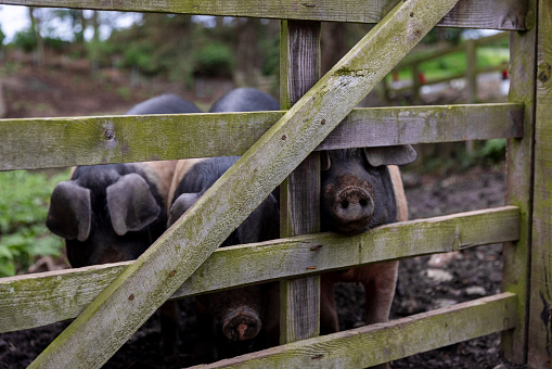 A shot of some Saddleback pigs looking through the gate of their pen on a sustainable farm in Northumberland, North East England.