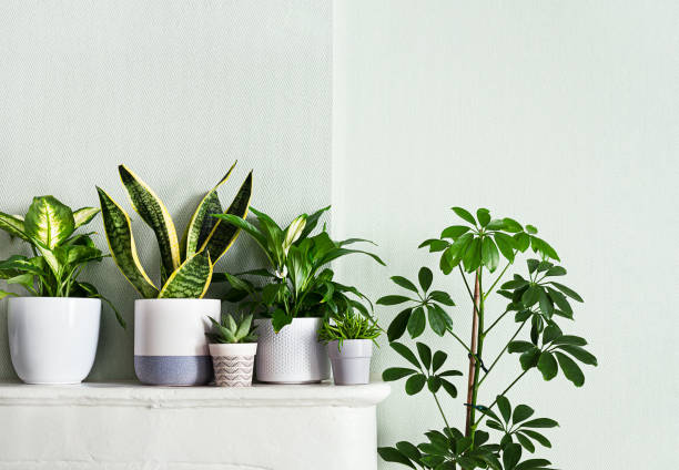 istock A variete of indoor plants 1479455300