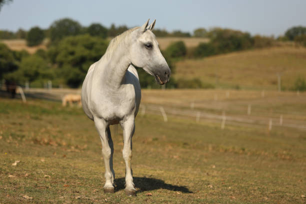 istock Purebred lipizzaner mare on pasture in warm summer day 1479457596