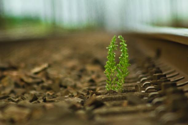 Chemin de fer, plante,