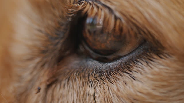 SLO MO Close-up of a golden retriever's eye