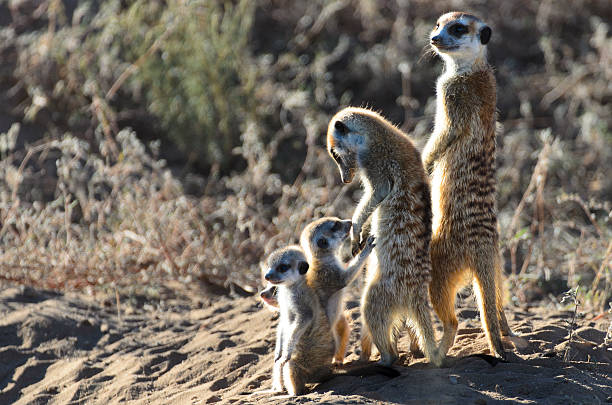 istock Meerkat Family 147945918