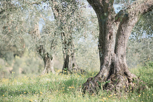 Healthy and majestic olive tree in an orchard. Spring. Tuscany, Italy