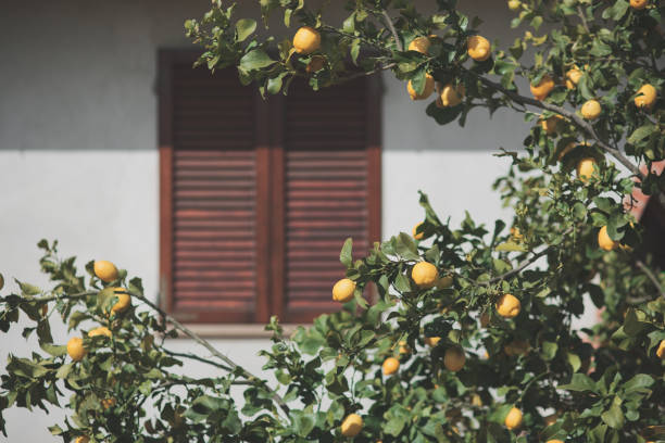 Lemon tree in a residential garden. Italy. Spring