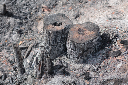 Stump of a tree, sawn, burnt by fire