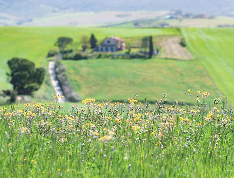 Selective, shallow focus on the foreground, on the wildflowers. In the backgroud, lone Tuscan houses.