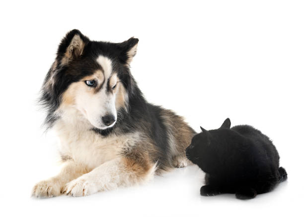 istock siberian husky and cat in studio 1479460578