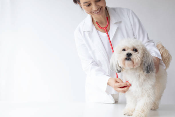 istock Animal Hospital 1479461236