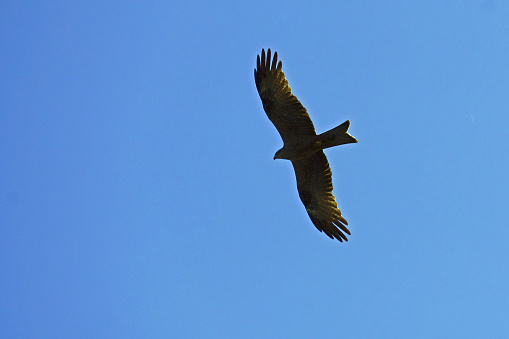 specimen of black kite in flight seen from below, Milvus migrans; Accipitridae
