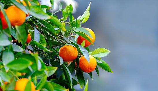 Close-up of mandarin fruits hanging on a branch. Selective focus. Blurred background. Banner. Place for text.