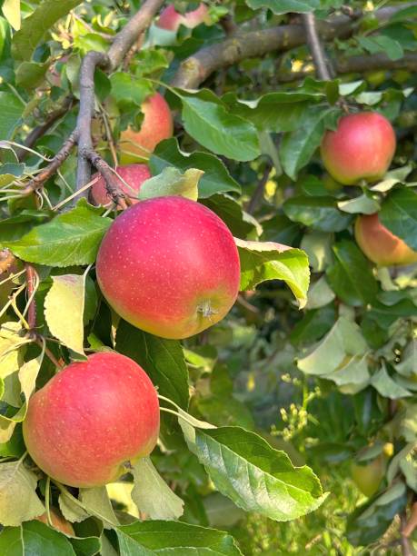 istock Red apples on branch in garden. 1479463369