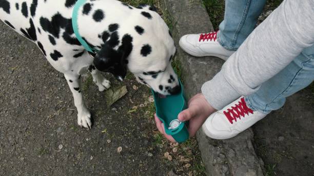 dalmatinischer hund, trinkt wasser aus einer trinkschale. - pointer stick stock-fotos und bilder