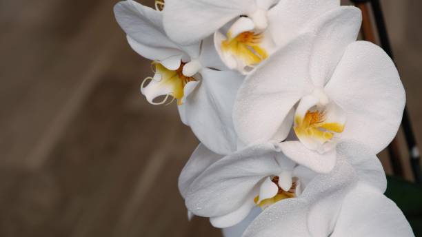 istock White orchid flowers with water drops. Camera movement. 1479464033
